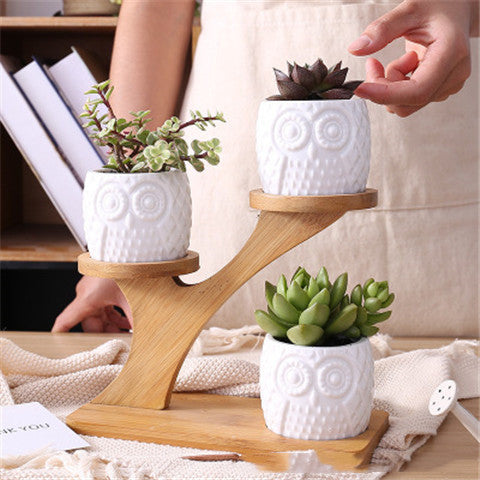 Simple White Creative Succulent Ceramic Owl With Treetop Bamboo Frame My Store